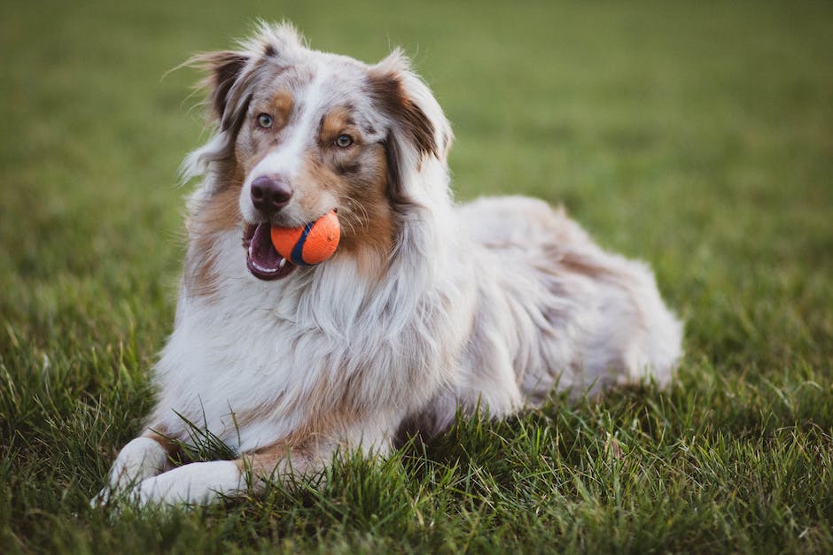 Akkusauger für Tierhaare: die besten Modelle